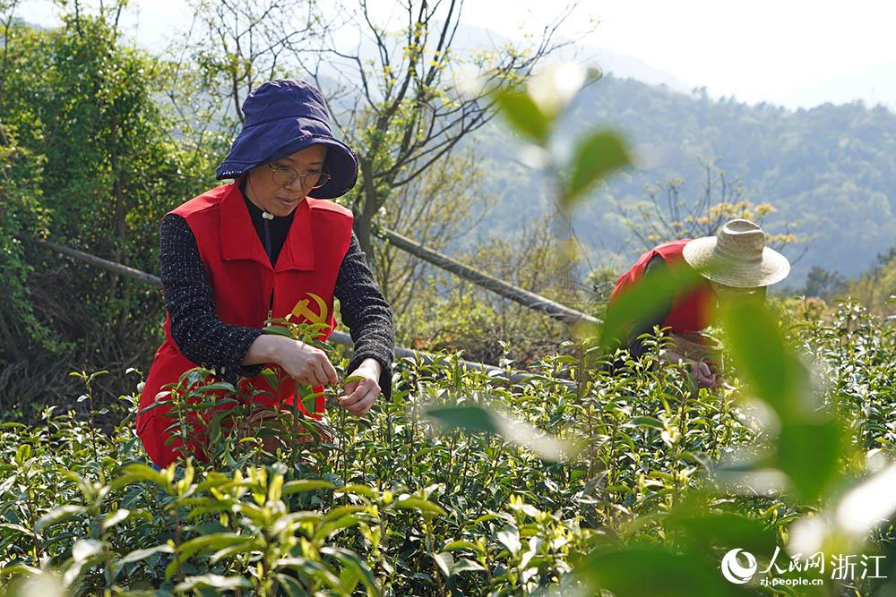 4月2日，10余名黨員干部在寧波市江北區慈城鎮三勤村茶園基地助農采茶。人民網 章勇濤攝