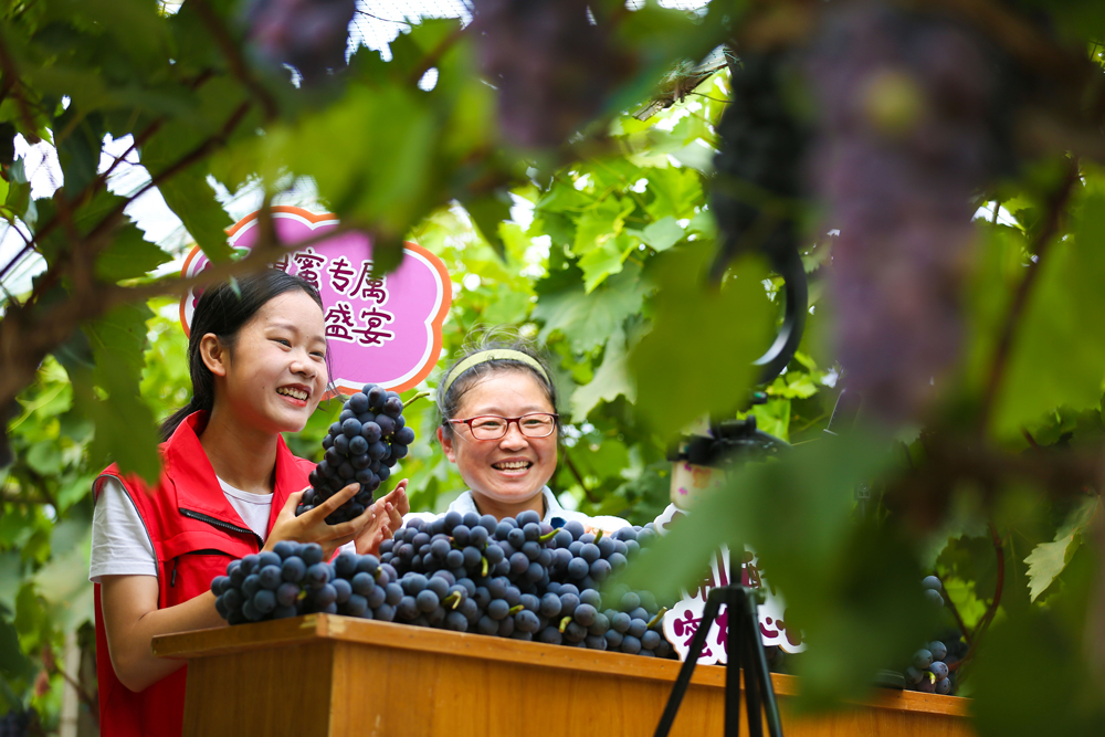 黨員志愿者和果農在大棚內直播銷售葡萄。王正攝