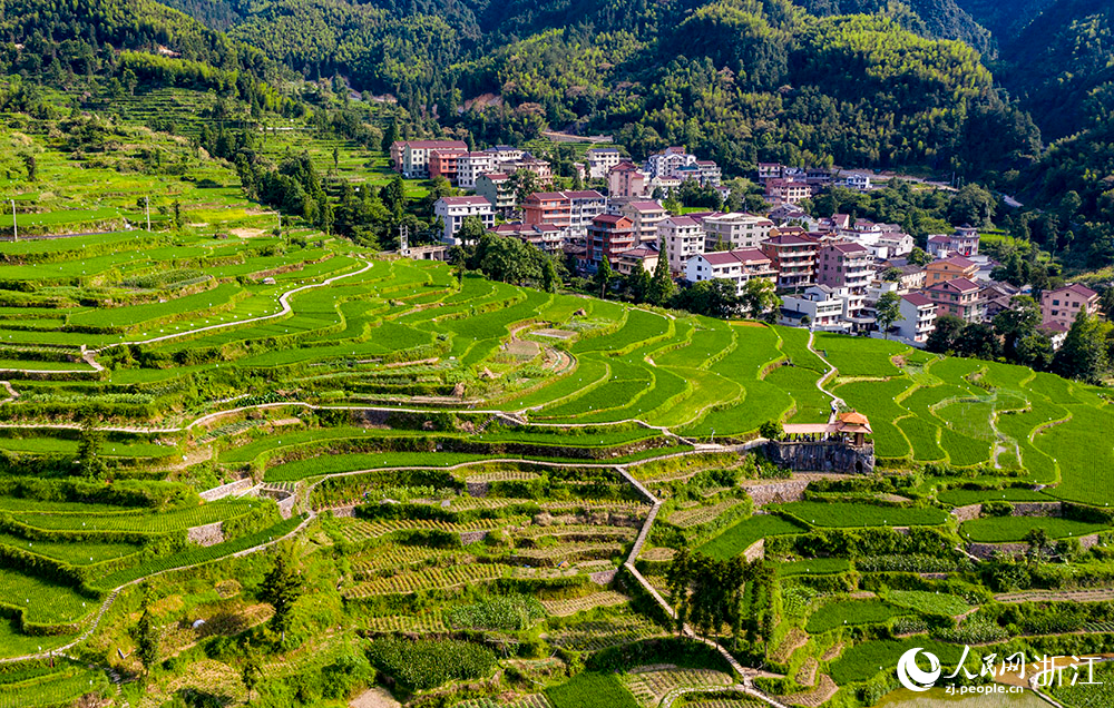 7月11日，航拍麗水市青田縣方山鄉龍現村稻魚共生系統示范基地。人民網 章勇濤攝