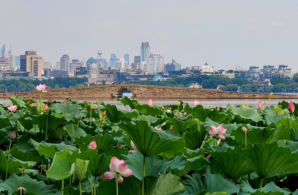 西湖荷花迎來最佳觀賞期。江志清攝