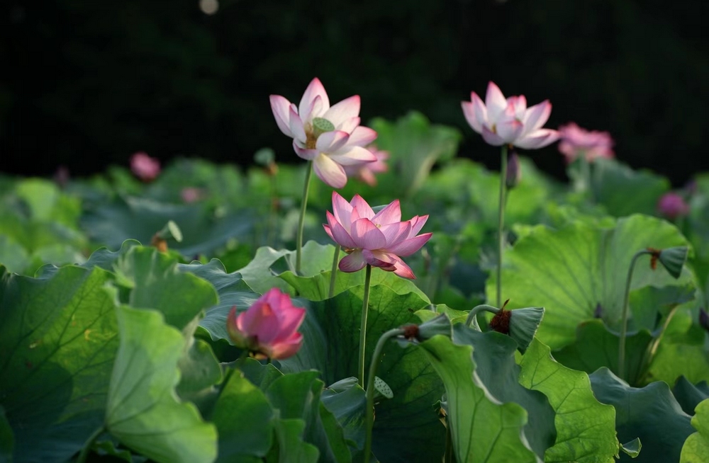 西湖荷花迎來最佳觀賞期。莫燁犇 攝