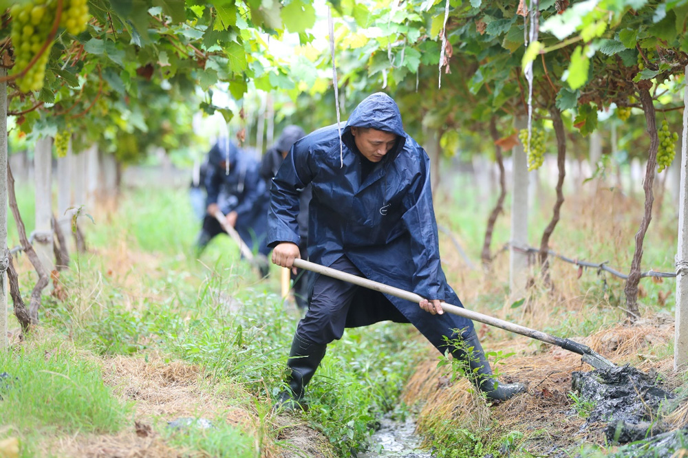 黨員搶險隊積極走進田間地頭，幫助當地村民做好田間排澇、加固大棚、搶收蔬菜等工作。王正攝