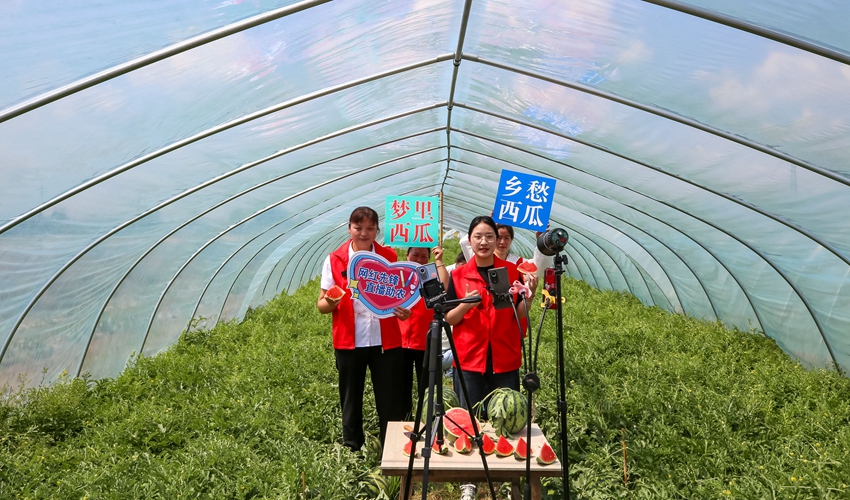 村干部在大棚內直播銷售西瓜。金響龍攝