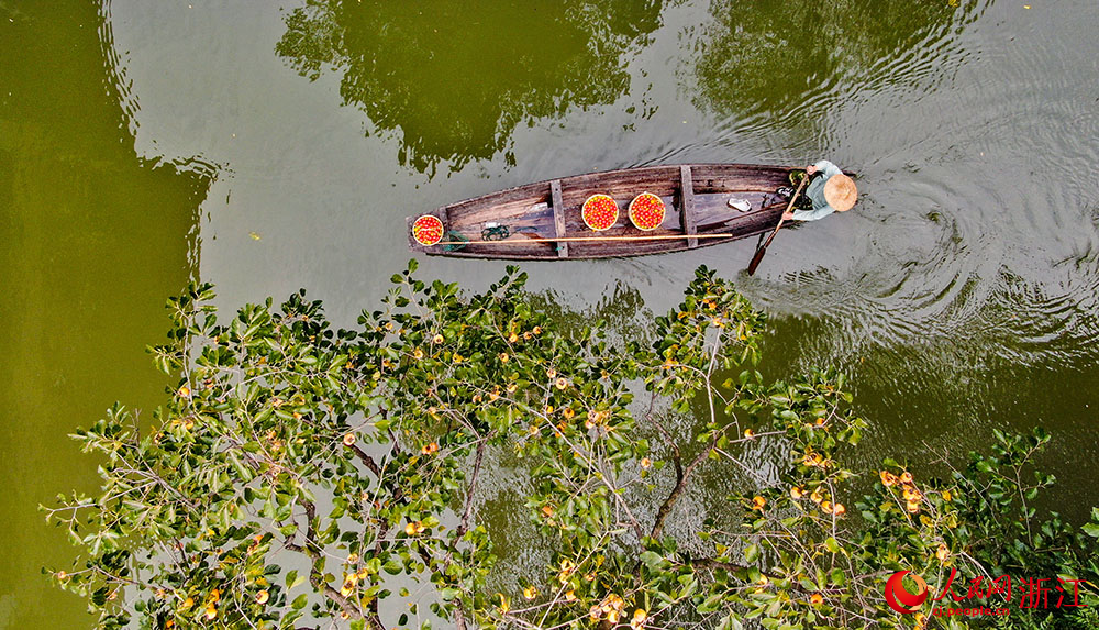 9月23日，工作人員劃著小船，運送剛采摘的柿子。人民網 章勇濤攝