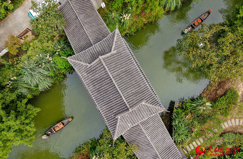 9月23日，工作人員劃著小船，運送剛采摘的柿子。人民網 章勇濤攝