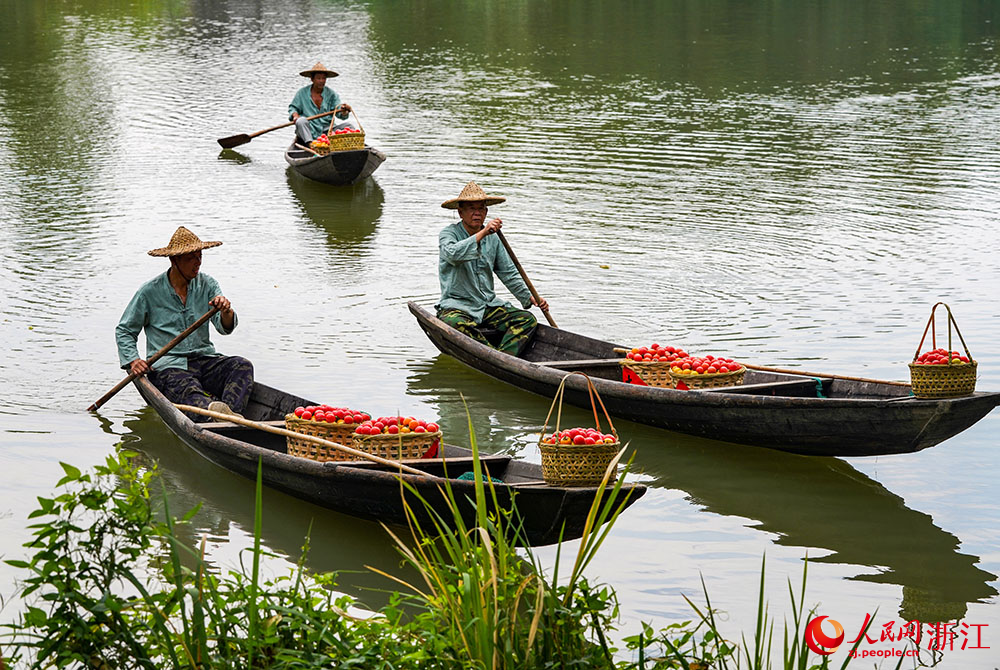 9月23日，工作人員劃著小船，運送剛采摘的柿子。人民網 章勇濤攝