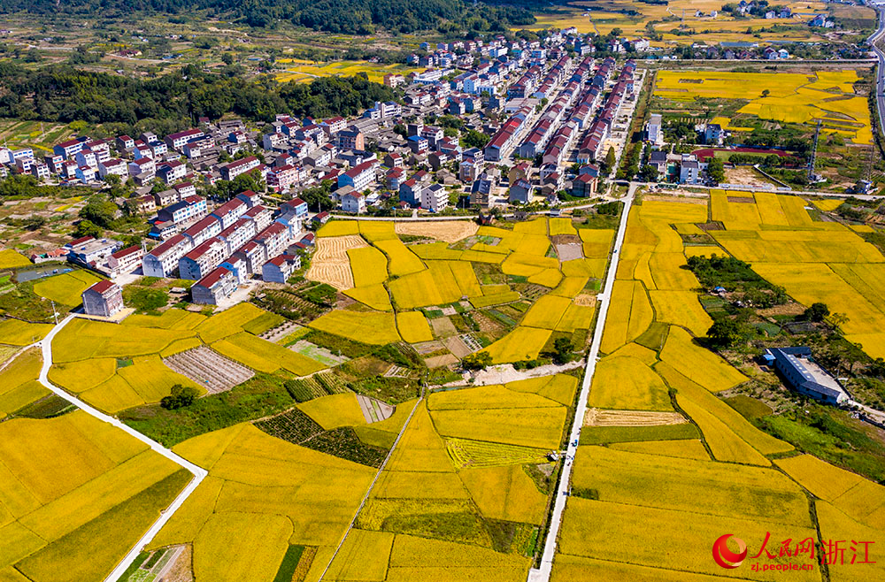 臺州市三門縣橫渡鎮大橫渡村的水稻進入成熟收割期。人民網 章勇濤攝