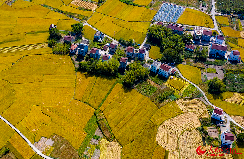 臺州市三門縣橫渡鎮大橫渡村的水稻進入成熟收割期。人民網 章勇濤攝