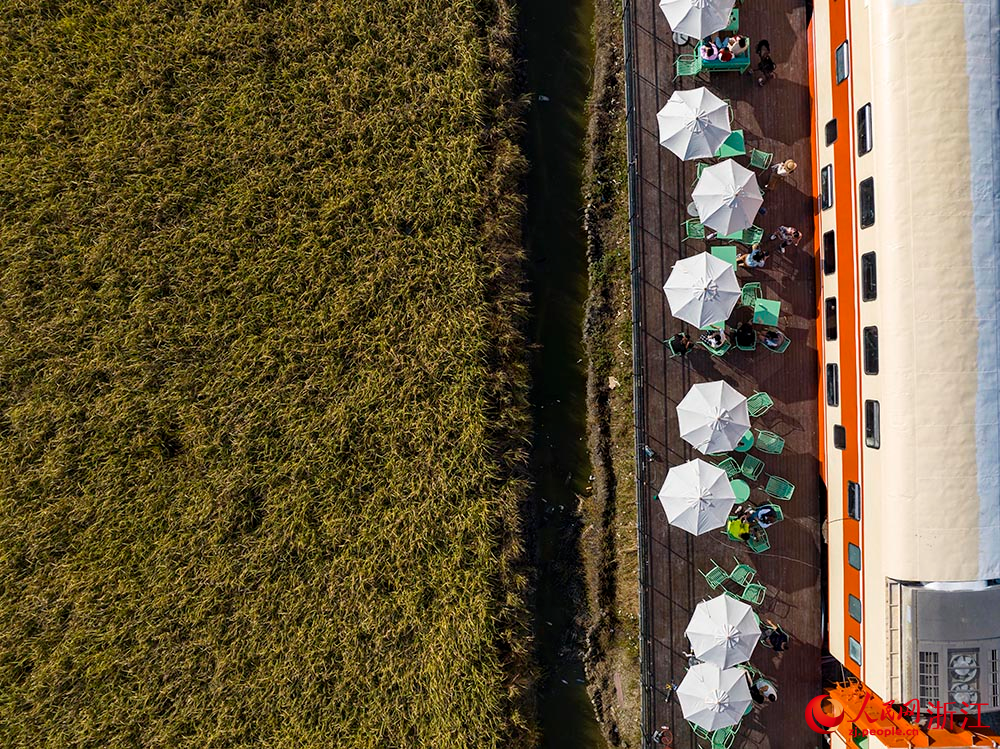 一列橙黃色的八節雙層火車“靜臥”在金黃色的稻田邊，吸引不少游客前來品咖啡、賞秋色。人民網 章勇濤攝