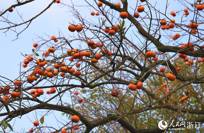 西溪濕地火柿紅。人民網 方彭依夢攝