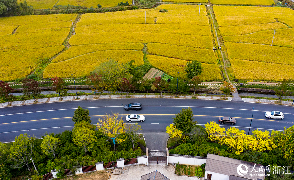 “四好農村路”穿行在美麗村莊、繁花綠樹、金色田園間，構成一幅美麗的鄉村畫卷。人民網 章勇濤攝