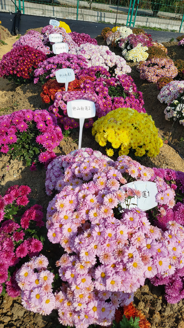 “太空菊”在南農大湖熟菊花基地綻放。江融宣供圖