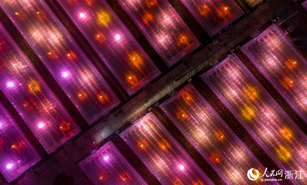 1月16日晚，寧波市鎮海區駱駝街道的阿歡草莓園藝場，數百盞加溫燈、生長燈點亮鄉野間的大棚。人民網 章勇濤攝