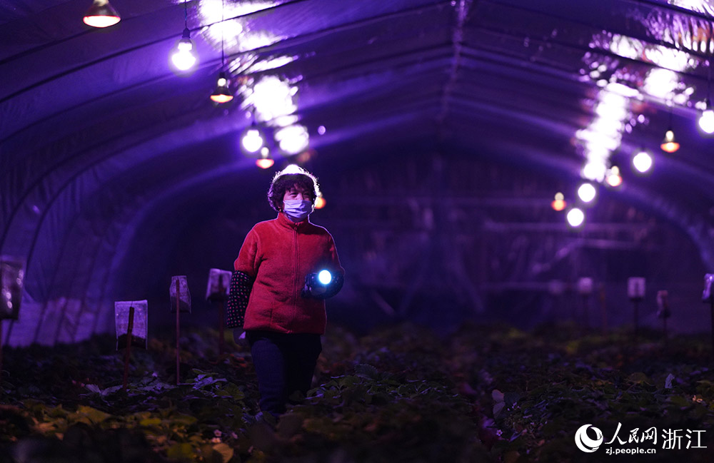 1月16日晚，浙江省寧波市鎮海區駱駝街道阿歡草莓園藝場燈火通明，草莓種植戶檢查加溫燈、生長燈和大棚薄膜等加溫保溫設施設備是否完好。人民網 章勇濤攝