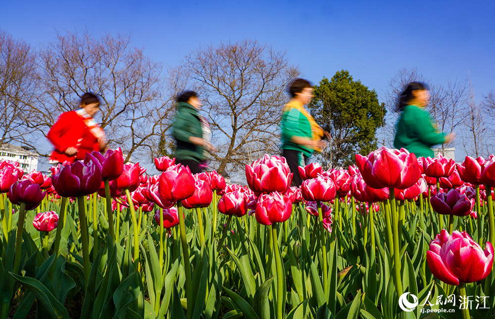 2月21日，麗水市云和縣浮云溪畔，市民游客跑過花海間，樂享美好春光。人民網 章勇濤攝