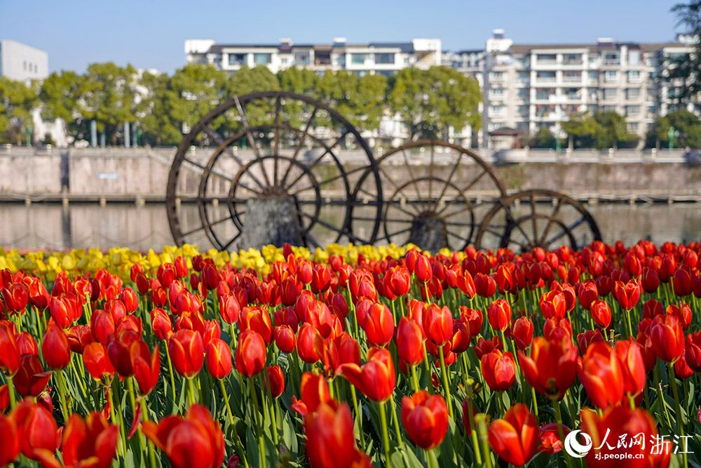 2月21日，麗水市云和縣浮云溪畔，近20萬株郁金香進入盛開期。人民網 章勇濤攝