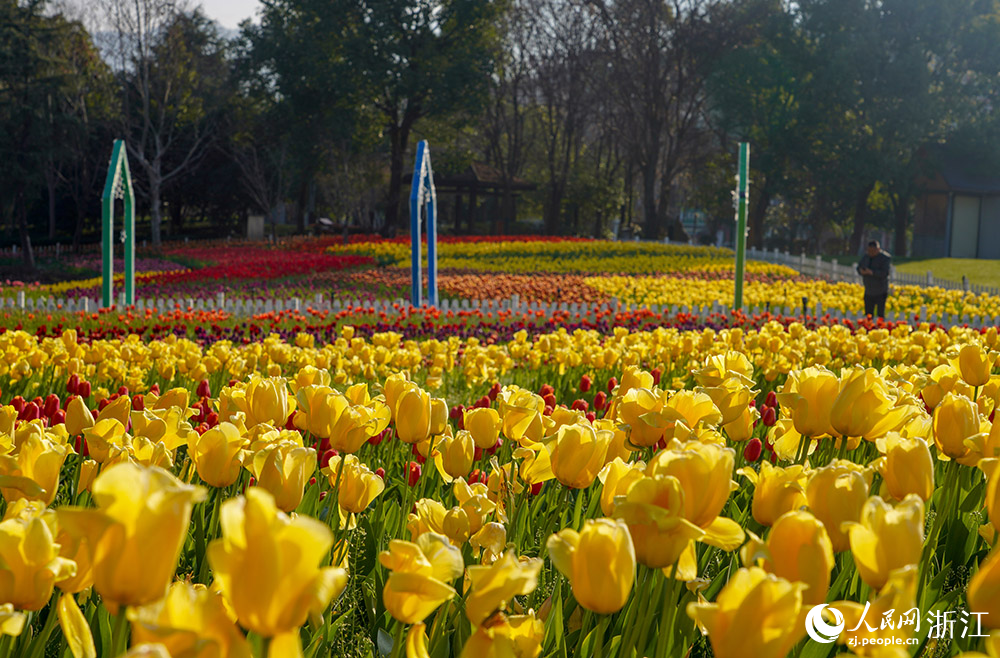 2月21日，麗水市云和縣浮云溪畔，市民游客正在花海間漫步，樂享美好春光。人民網 章勇濤攝