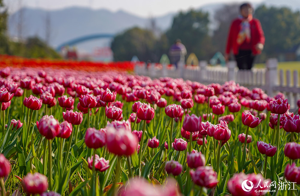 2月21日，麗水市云和縣浮云溪畔，市民游客正在花海間漫步，樂享美好春光。人民網 章勇濤攝