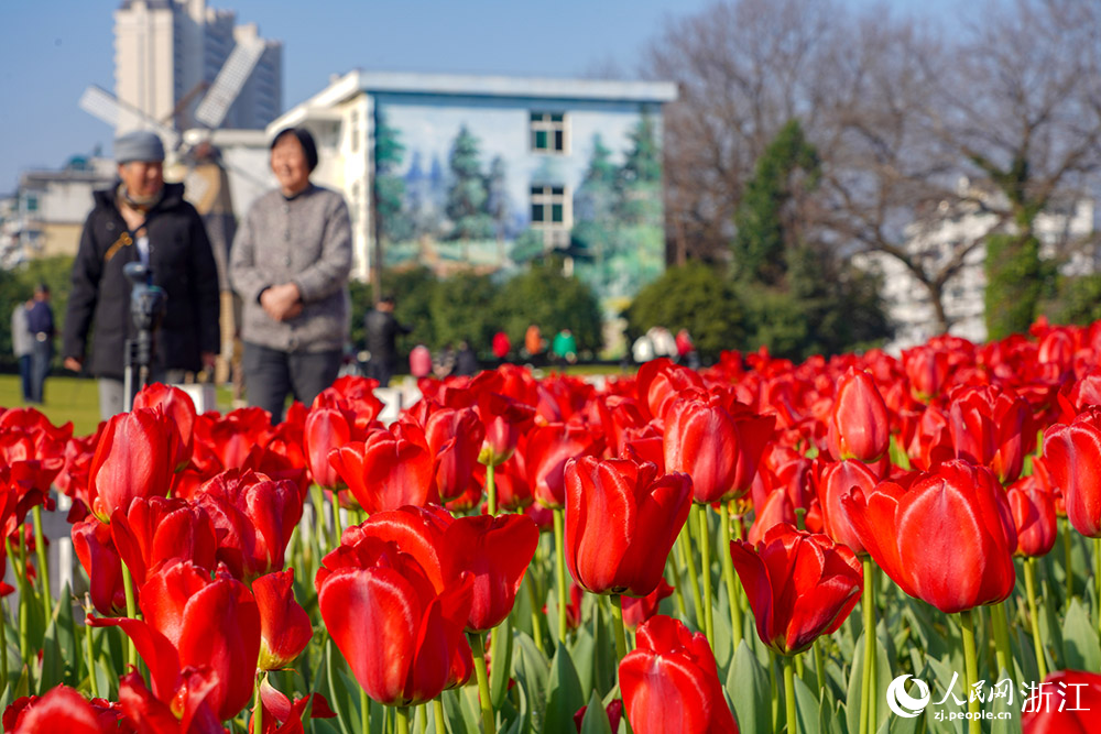 2月21日，麗水市云和縣浮云溪畔，市民游客正在花海間漫步，樂享美好春光。人民網 章勇濤攝