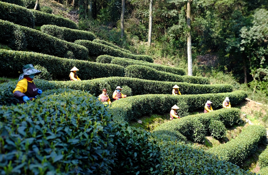 3月13日，采茶工在杭州市西湖風景名勝區西湖街道龍井村的茶山上采摘西湖龍井明前茶。倪敏菁攝