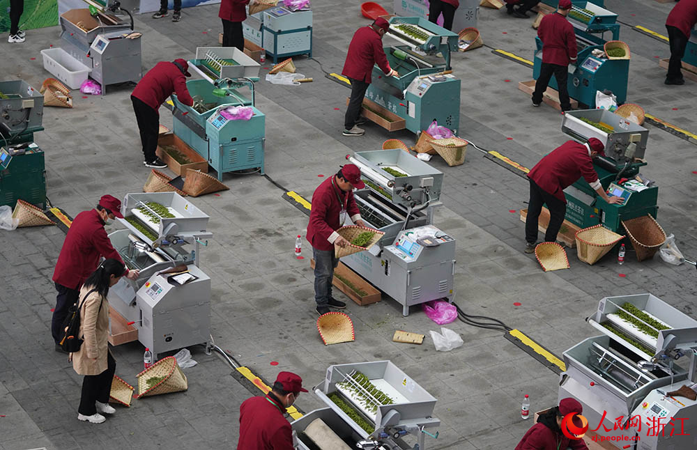 3月21日，在浙江嵊州，炒茶能手參加龍井茶炒制大賽。人民網 章勇濤攝