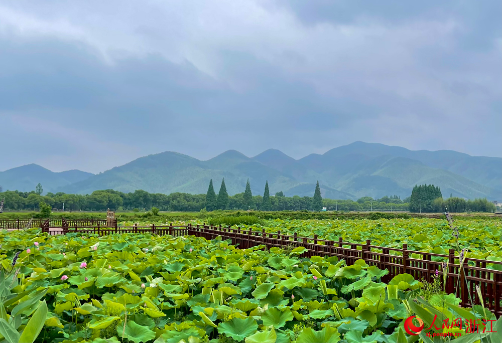 山小古城村荷花塘。人民網記者 郭揚攝