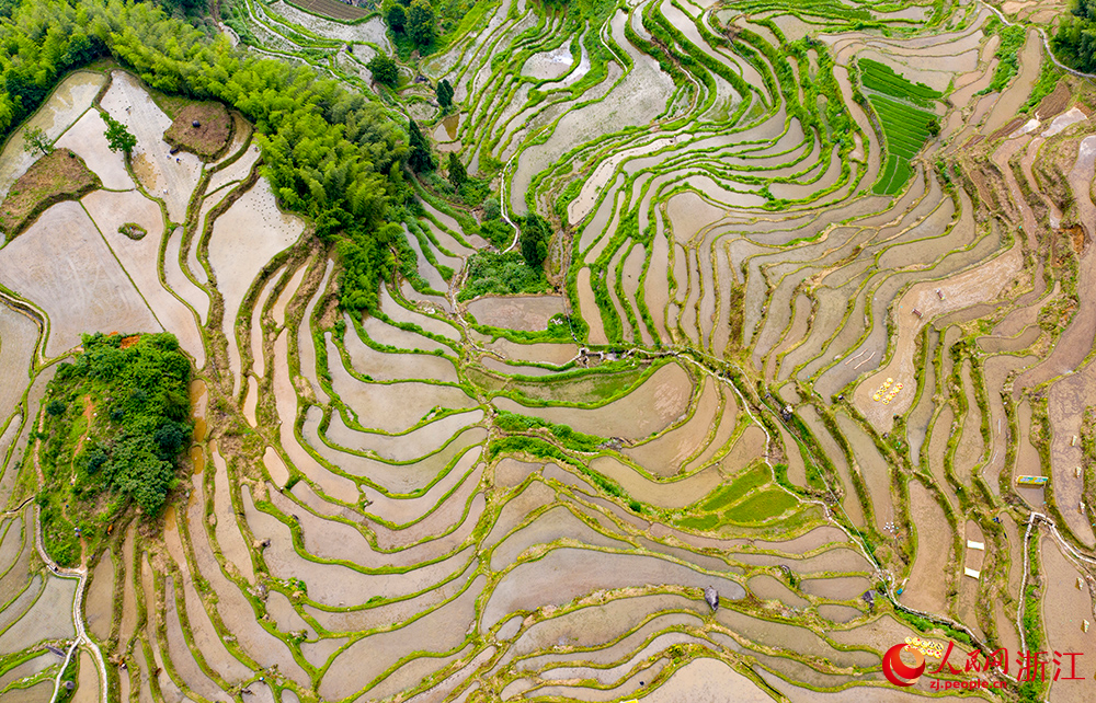 6月10日，空中俯瞰麗水云和梯田，猶如一幅美麗的山水畫卷。人民網 章勇濤攝