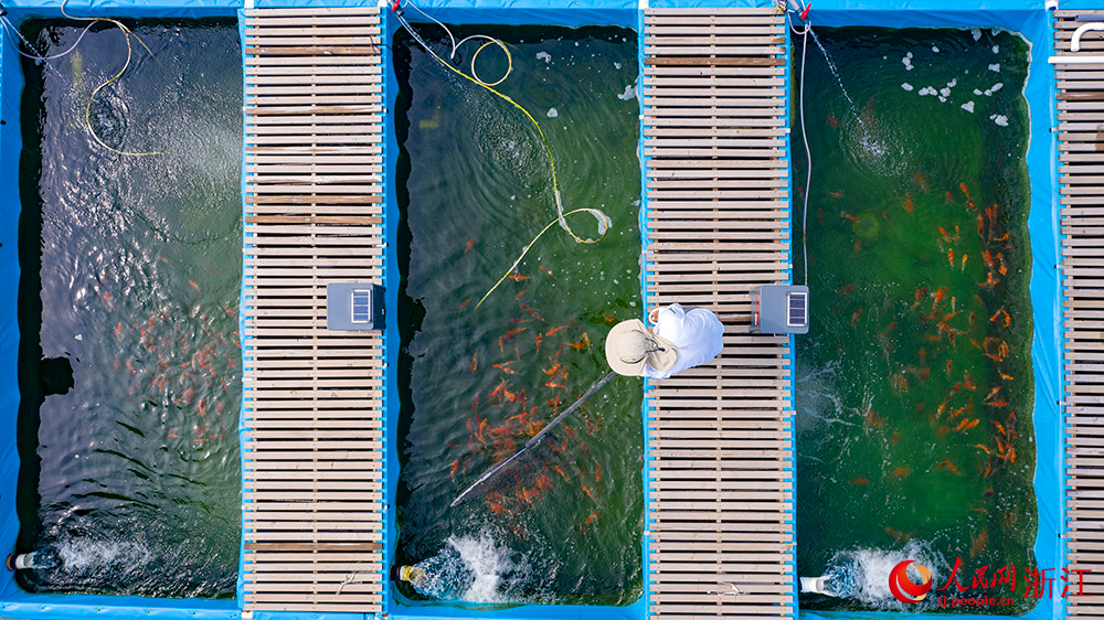 工作人員一把餌料剛投入水中，錦鯉們瞬間自四面八方游來。人民網 章勇濤攝