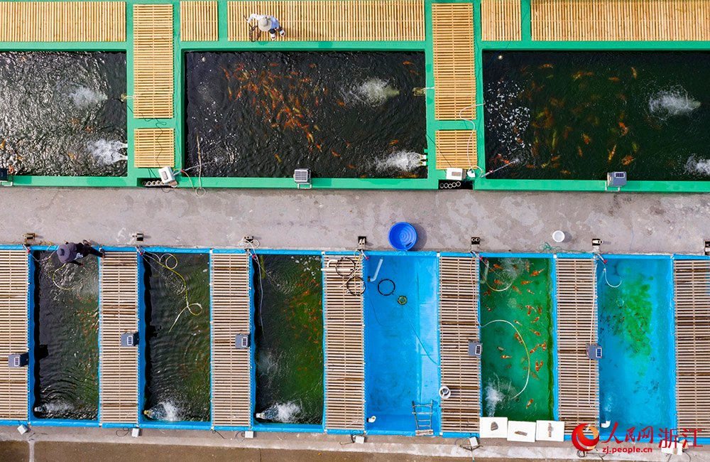 工作人員一把餌料剛投入水中，錦鯉們瞬間自四面八方游來。人民網 章勇濤攝