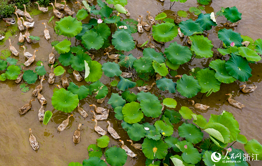朵朵荷花下，一只只麻鴨穿梭其間，形成一幅動靜結合的美景。人民網 章勇濤攝