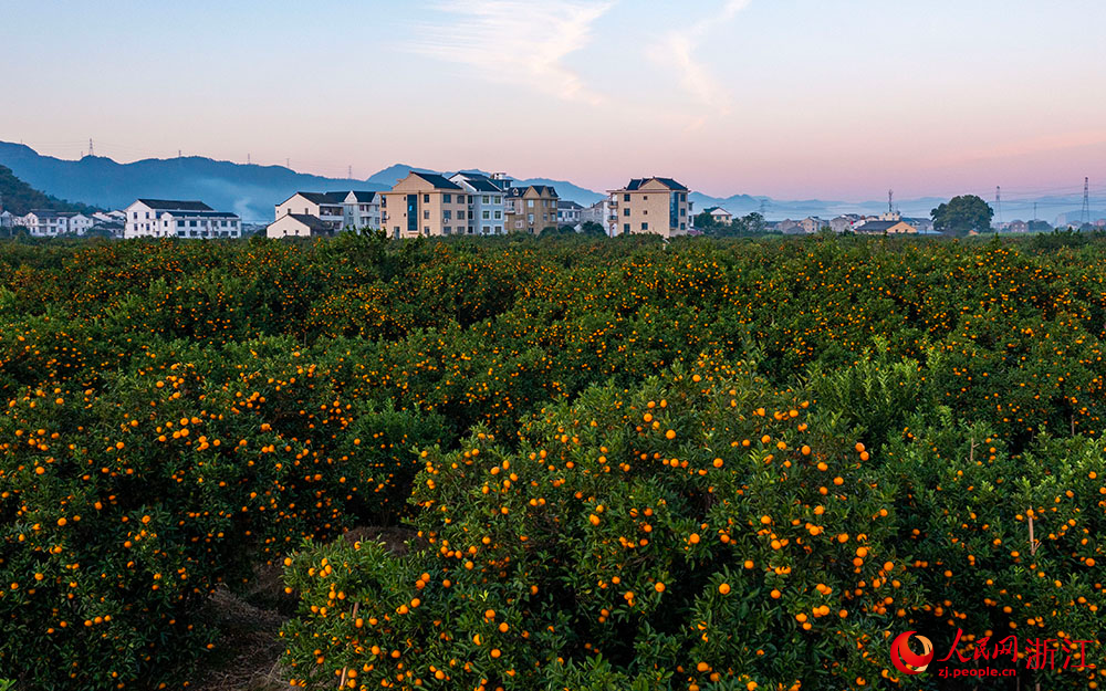 近日，在臺州市黃巖區柑橘博覽園，金燦燦的橘子掛滿枝頭，與民房、田野相互映襯，呈現出一派豐收景象。人民網 章勇濤攝