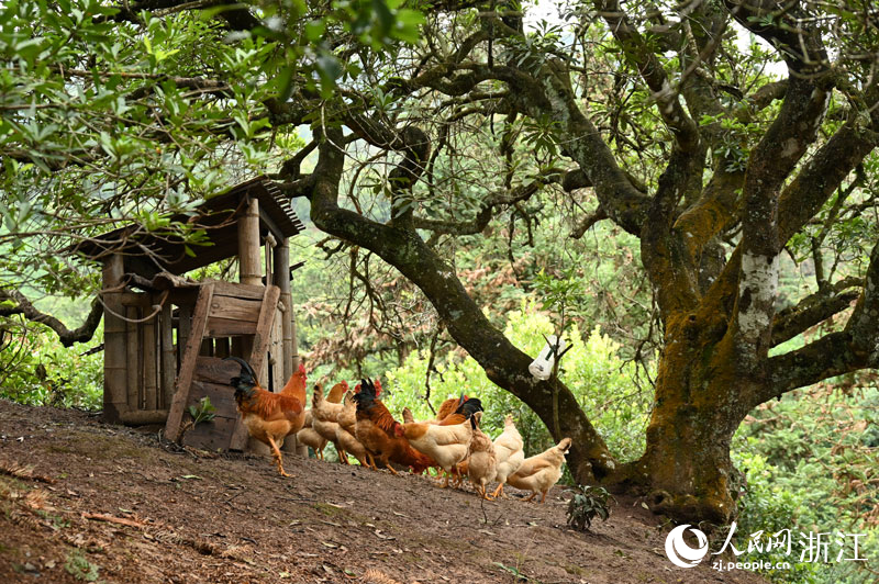放養于楊梅林間的仙居雞。人民網記者 葉賓得攝