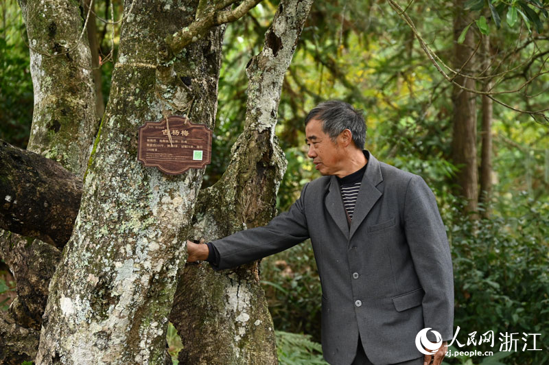 程岙村古楊梅樹第八代守護人沈樹成。人民網記者 葉賓得攝