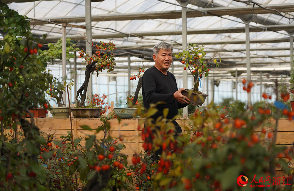 在浙江省余姚市小曹娥鎮一共富工坊，農場主在搬運老鴉柿。人民網 章勇濤攝