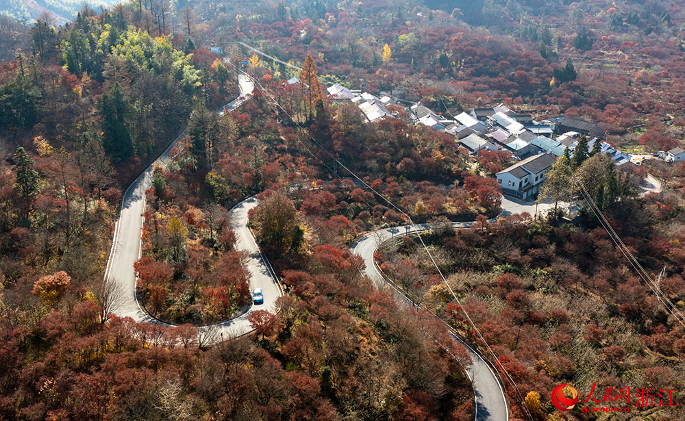 空中俯瞰浙江省余姚市四明山區，公路、民房與沿途漫山紅遍、層林盡染的山色構成絢麗多彩的深秋畫卷。人民網 章勇濤攝