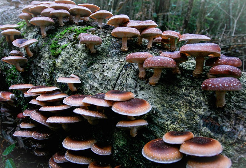 采用剁花法栽培的香菇。慶元縣食用菌產業中心供圖