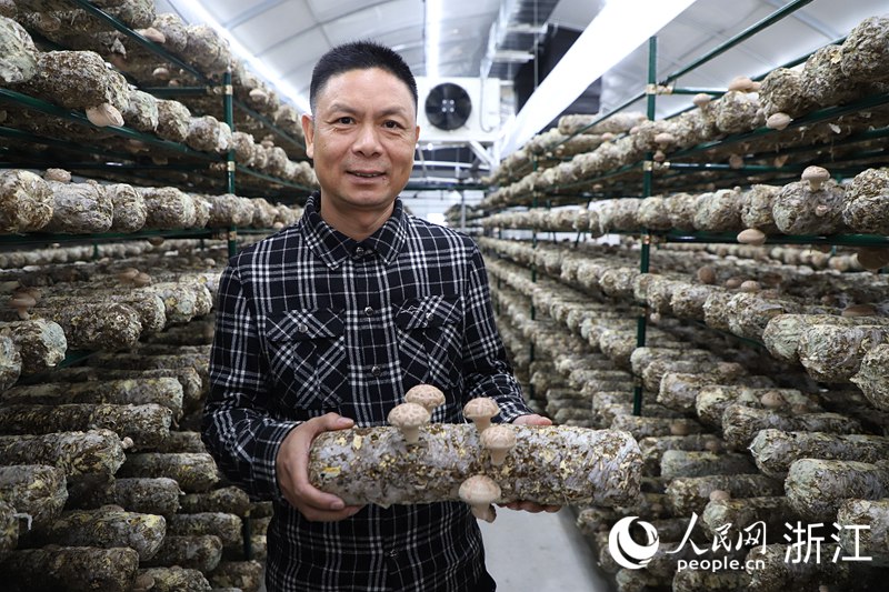 數字化助力下，菌菇品質和經濟效益大幅提高。人民網 方彭依夢攝
