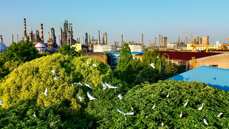 鎮海煉化白鷺園。鎮海煉化供圖