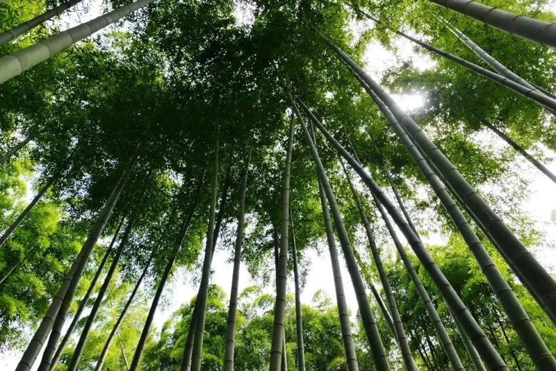 “綠色低碳新風”撲面而來。余杭區委宣傳部供圖