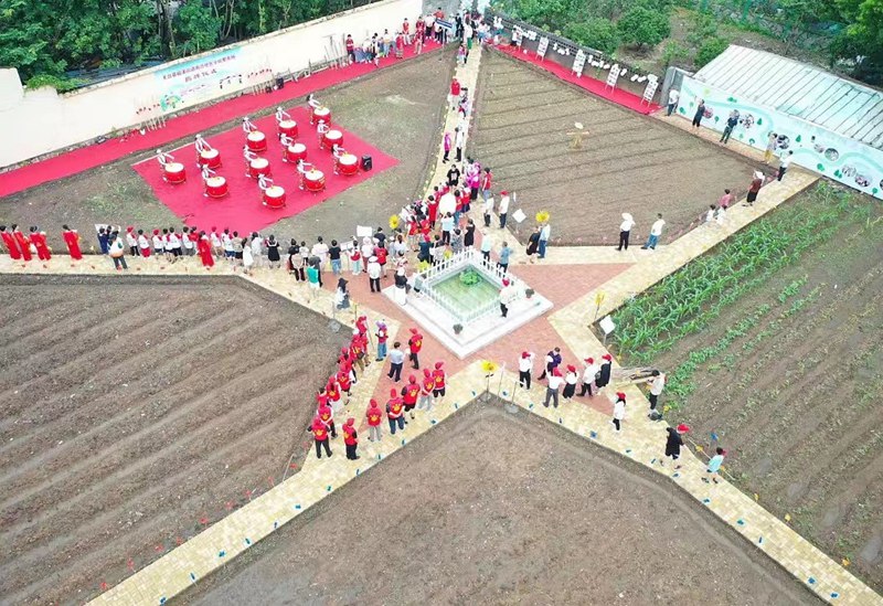 在南興社區小紅星農場的番薯地里，社區小朋友們手拿小鋤頭，在農耕“老爺爺”的指導下體驗田間勞作。天臺縣民政局供圖