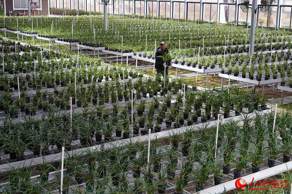 在浙江省紹興市柯橋區漓渚鎮棠棣村的蘭花數字工廠，工人在管護蘭花。人民網 章勇濤攝