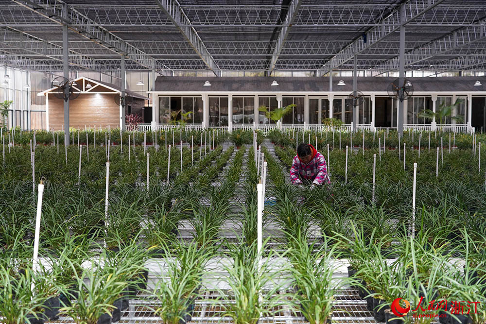 在浙江省紹興市柯橋區漓渚鎮棠棣村的蘭花數字工廠，工人在管護蘭花。人民網 章勇濤攝