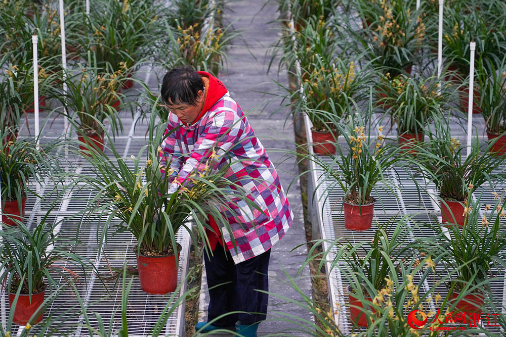 在浙江省紹興市柯橋區漓渚鎮棠棣村的蘭花數字工廠，工人在管護蘭花。人民網 章勇濤攝
