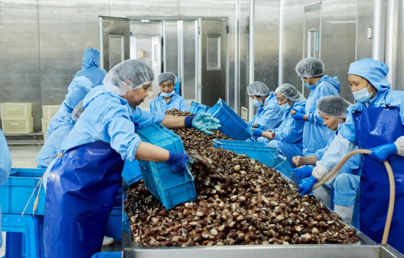 工人在嘉興市潛福食品有限公司流水線上加工白玉蝸牛。嘉興市潛福食品有限公司供圖