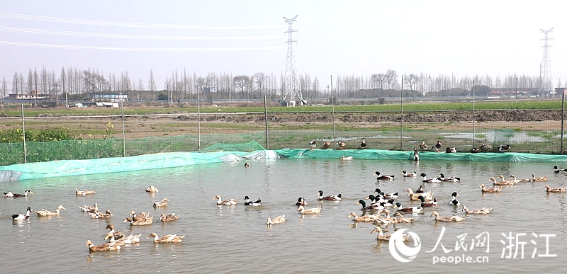 稻鴨共生基地。人民網 方彭依夢攝