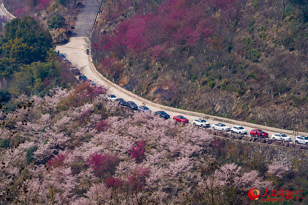 寧波市江北區慈城鎮綠野歡樂谷的櫻花連片綻放。人民網 章勇濤攝