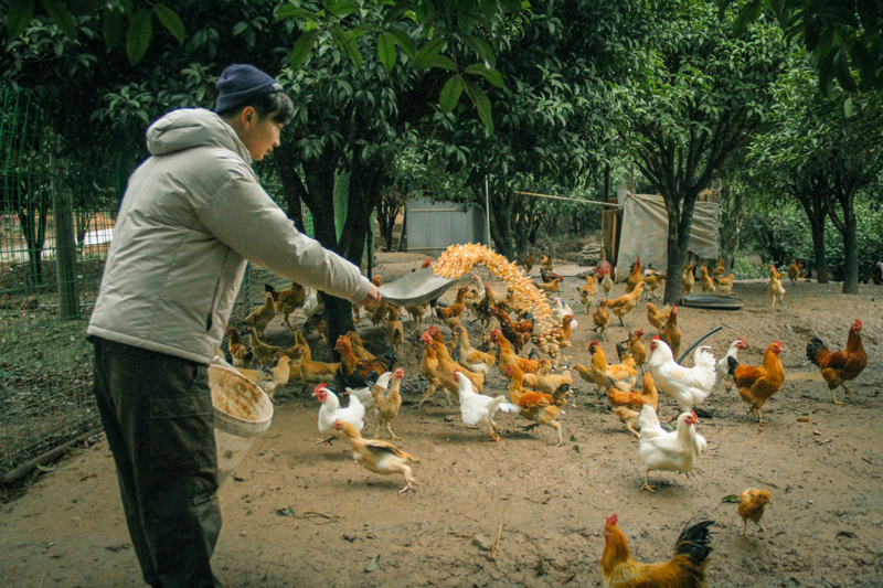 返鄉青年經營生態農莊。