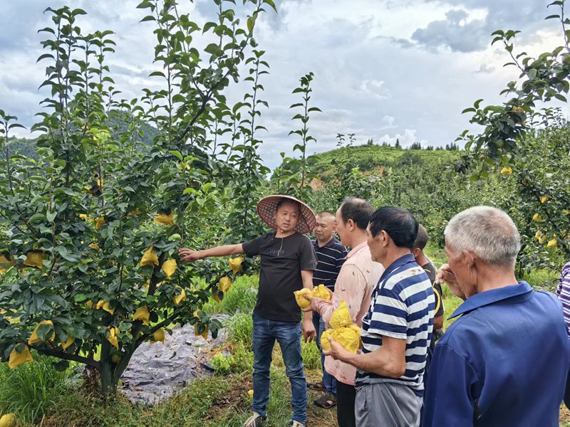 云和雪梨師傅。安溪畬族鄉供圖