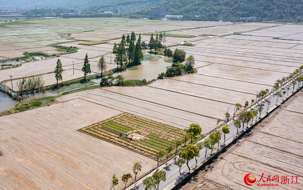 從空中俯瞰浙江省瑞安市曹村鎮的萬畝田園，春色如畫。人民網 章勇濤攝