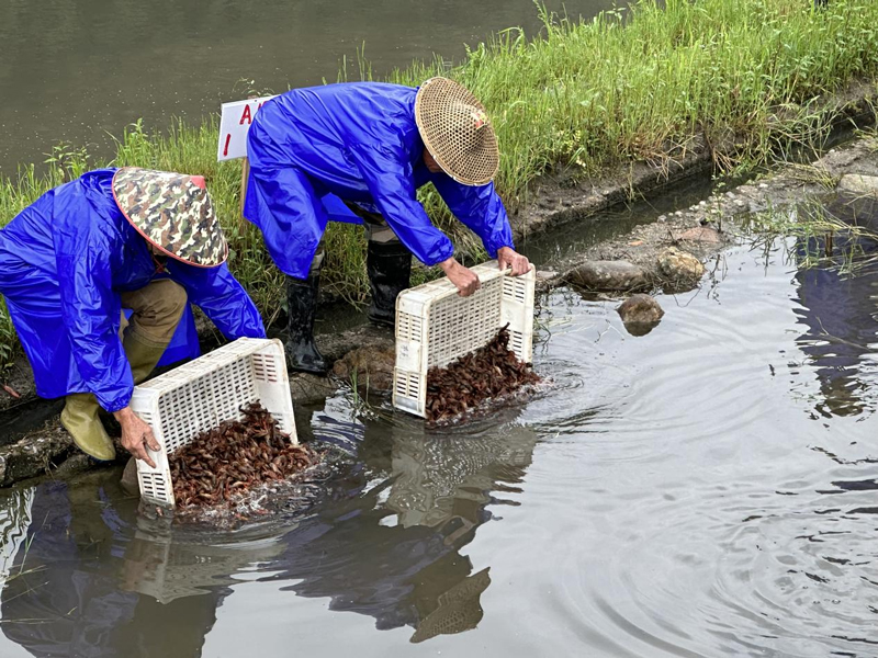農戶試水“水稻+小龍蝦”輪作模式。龍泉市委宣傳部供圖